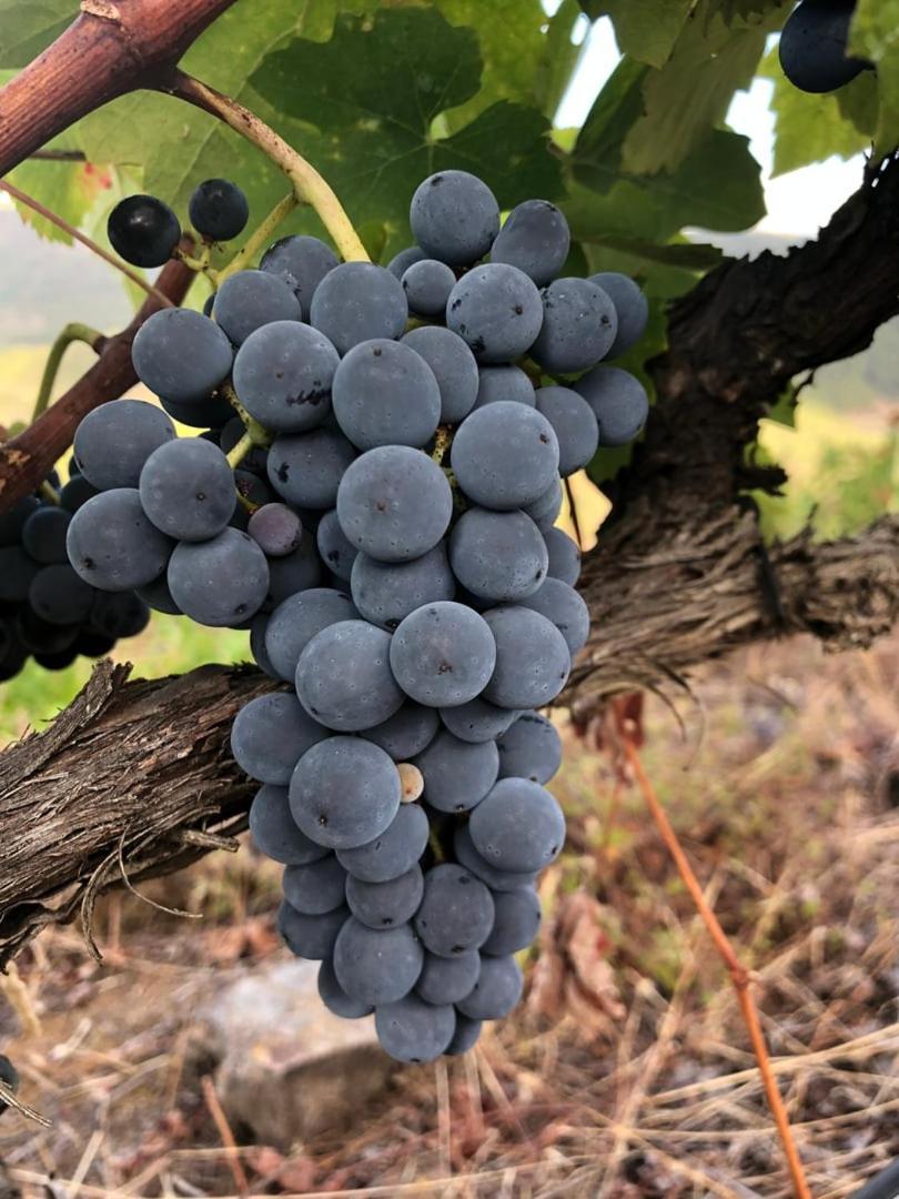 Quinta Da Penada - Vineyard & Winery - Suite 3 シャヴェス エクステリア 写真