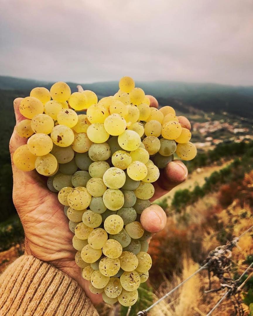 Quinta Da Penada - Vineyard & Winery - Suite 3 シャヴェス エクステリア 写真
